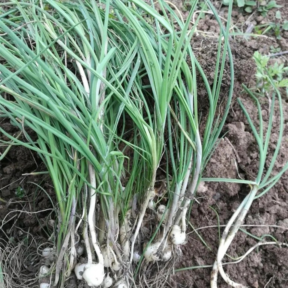贵州新鲜食用现挖现发野生葱小葱野葱香葱苦蒜野蒜折耳根500g包邮