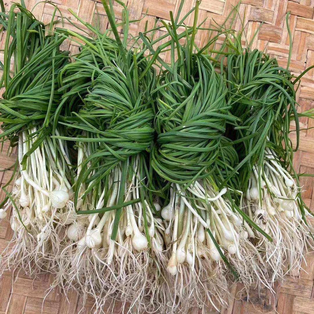 贵州农家食用新鲜苦蒜野蒜野生野葱折耳根鱼腥叶菜类