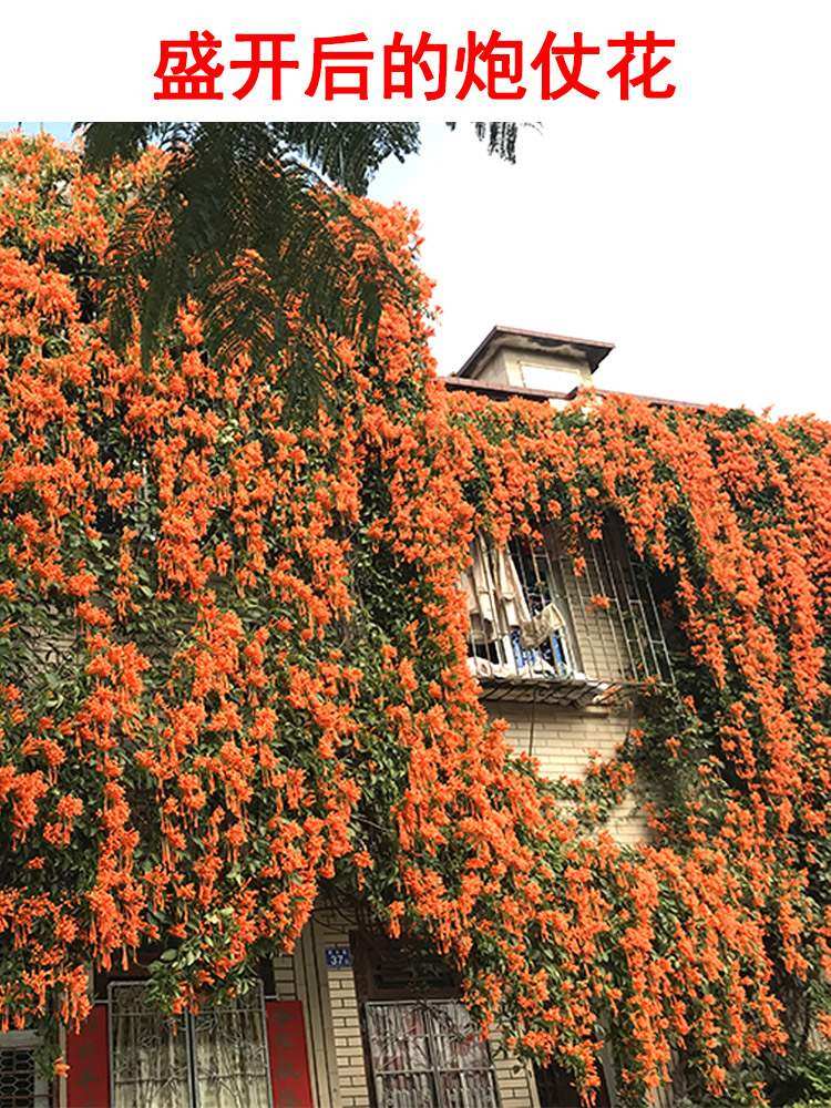 炮仗花大凌霄爬藤植物四季攀爬牵藤爬墙庭院花卉