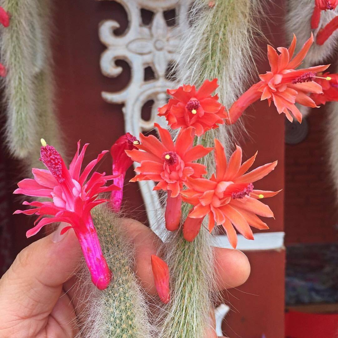 猴尾柱一物一拍 不扎手夏型种垂吊植物仙人掌科