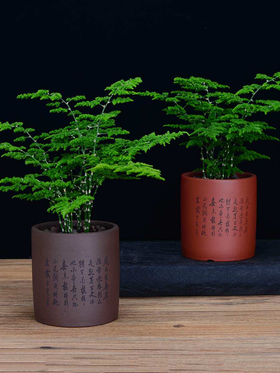 矮文竹办公室内矮生文竹盆栽桌面绿植客厅20cm(含)-25cm(不含).苗