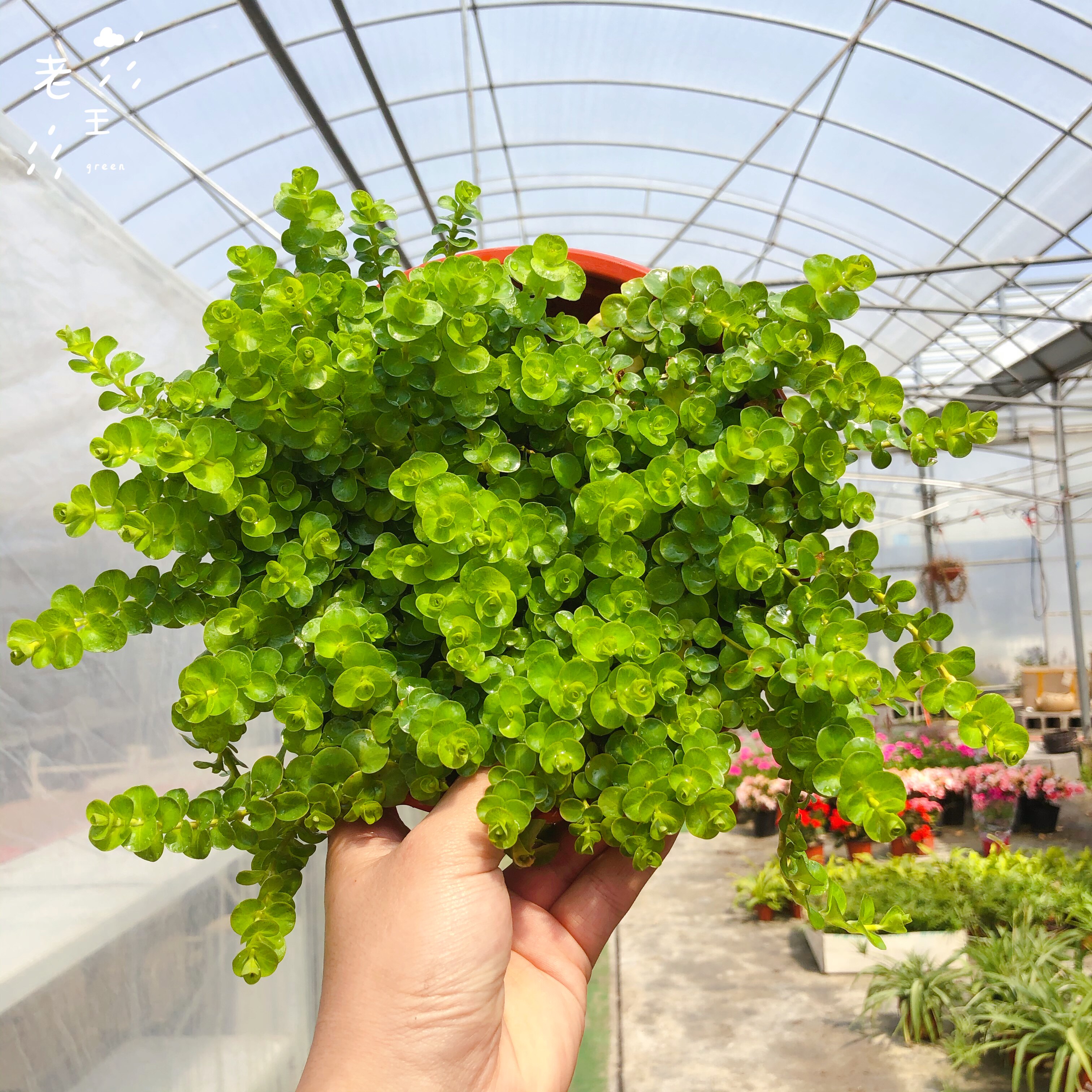 植物黄金苗包地被常青四季挺水沼泽垂钓黄垂钓绿植