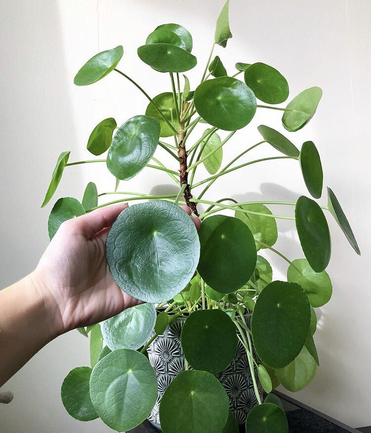 首页 下载app                          镜面草植物老桩多肉植物北欧