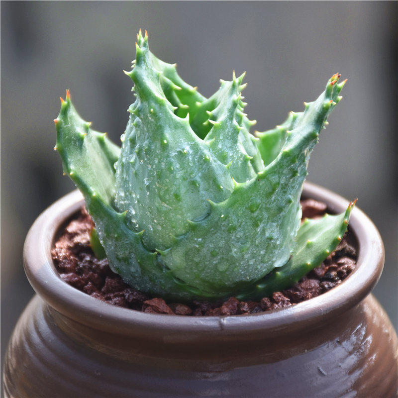 金元宝元宝芦荟招财吉祥之物多肉植物防辐射办公桌多肉植物