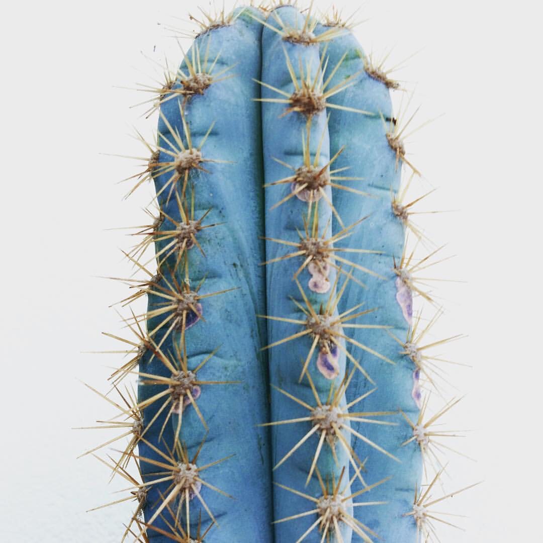 蓝色仙人柱蓝衣柱有根 越晒越蓝庭院露养仙人掌包邮