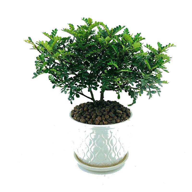 椒木盆栽室内老桩四季常青净化空气绿植25cm-30cm绿植