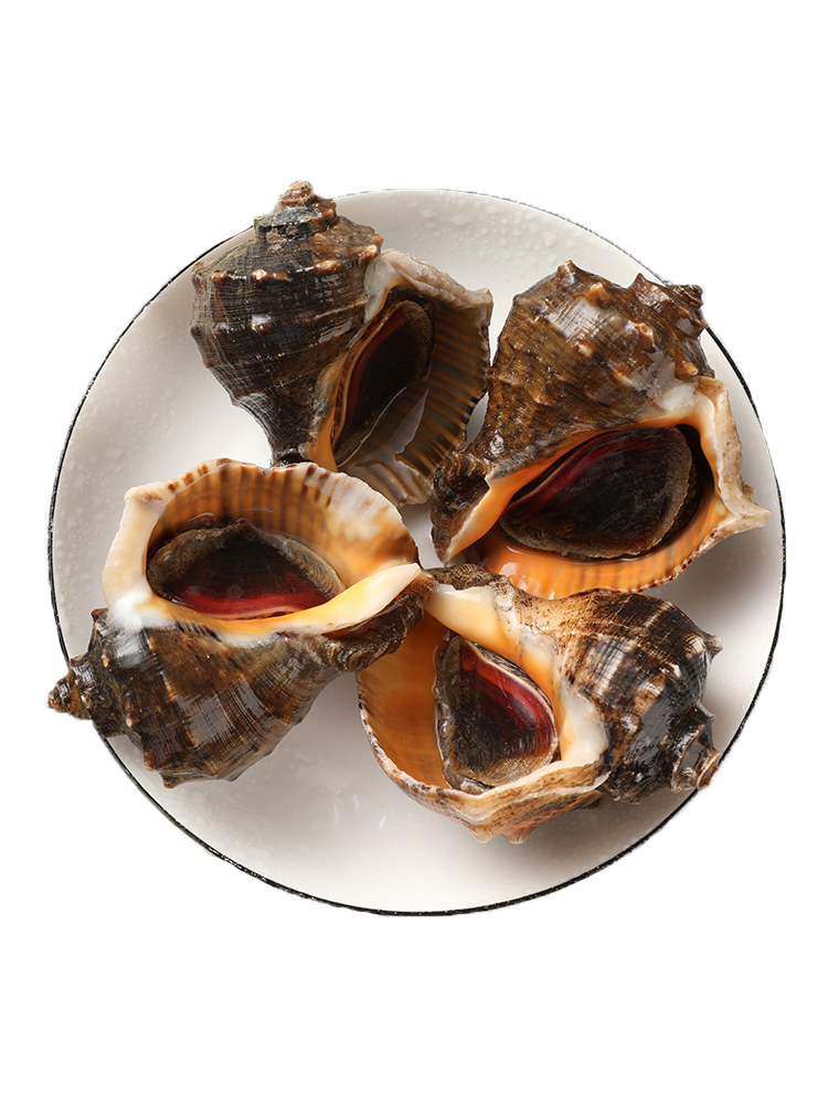 海螺鲜活新鲜超大特大海鲜贝壳水产青岛特产海螺