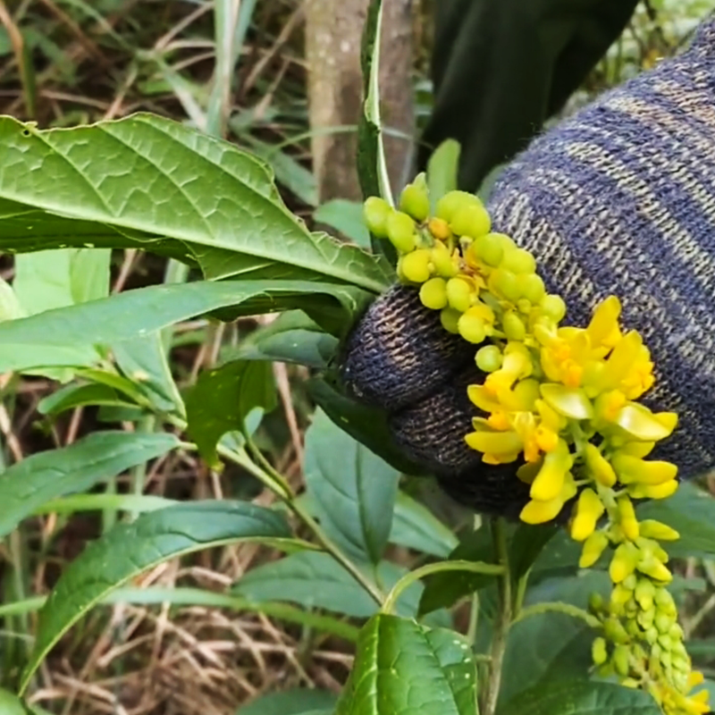 黄花广西金秀倒水观音串吊水莲远志药材干品其他药食同源食品