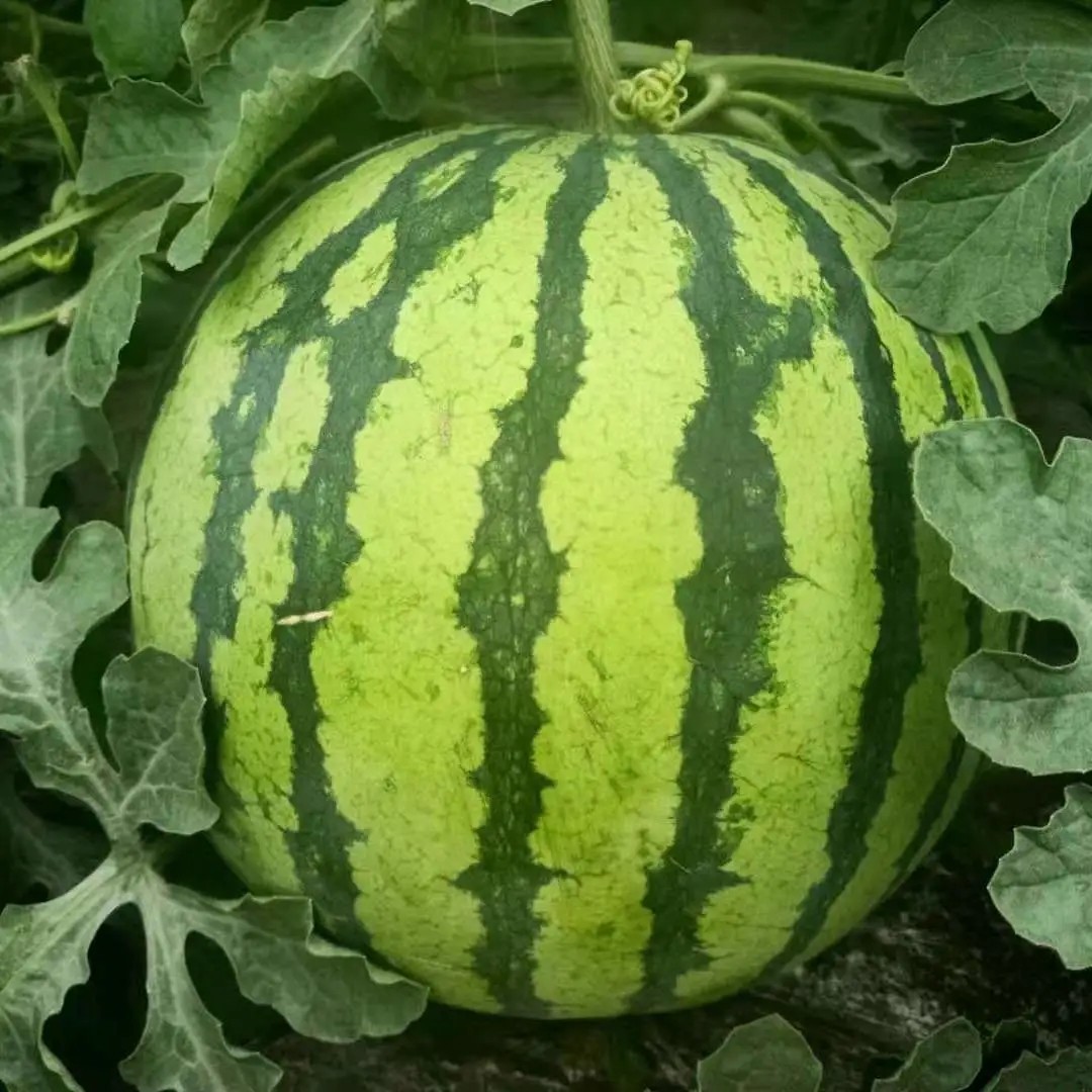 上海南汇8424头茬西瓜麒麟10斤左右新鲜当季西瓜