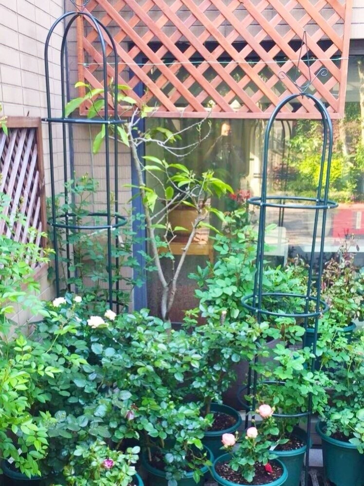 铁艺爬藤藤架月季插片庭院花架子花卉植物支撑花架