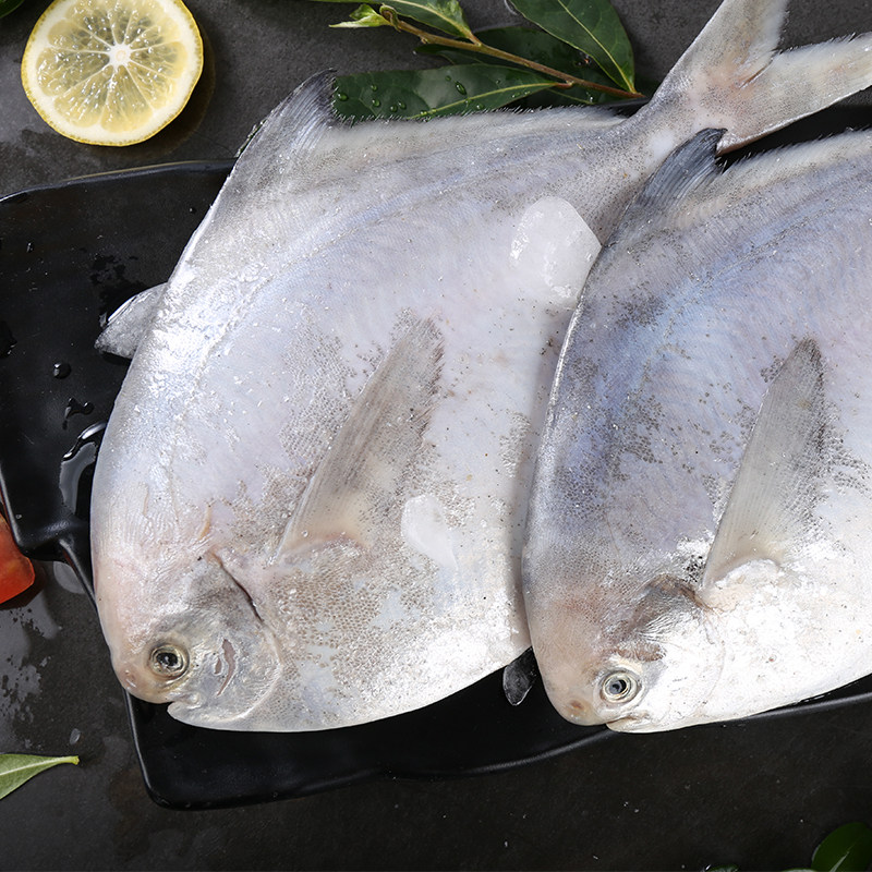 象山鲜食鳊鱼海昌鱼平鱼600g鲳鱼开渔节白鲳鱼冷冻鲳鱼