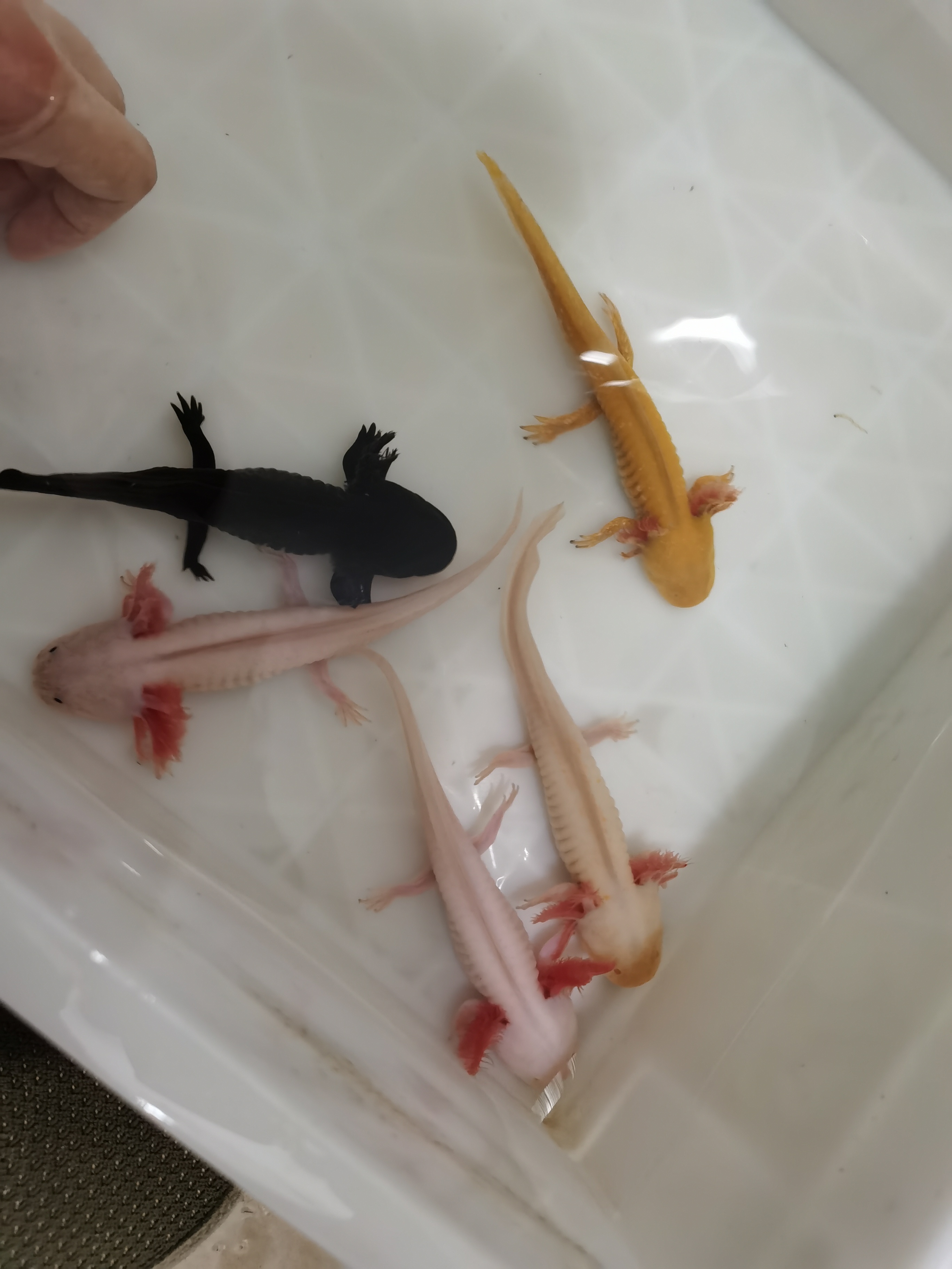 六角恐龙鱼蝾螈活体淡水宠物冷水鱼耐活家养非锦鲤水族爬行宠物鱼