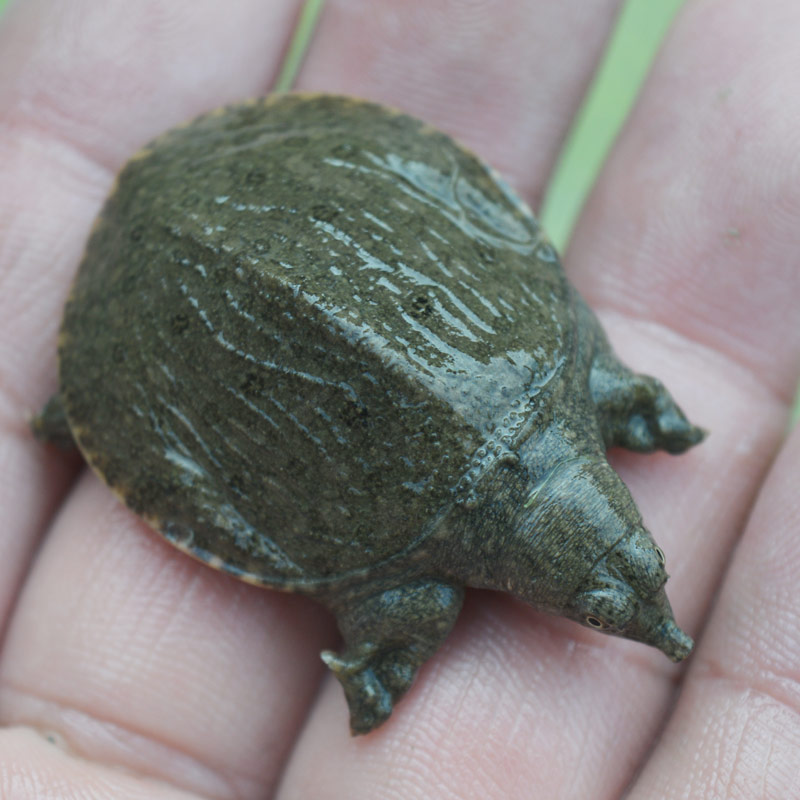 鱼苗甲鱼幼苗批发外塘生态养殖王八团鱼鲜活龟