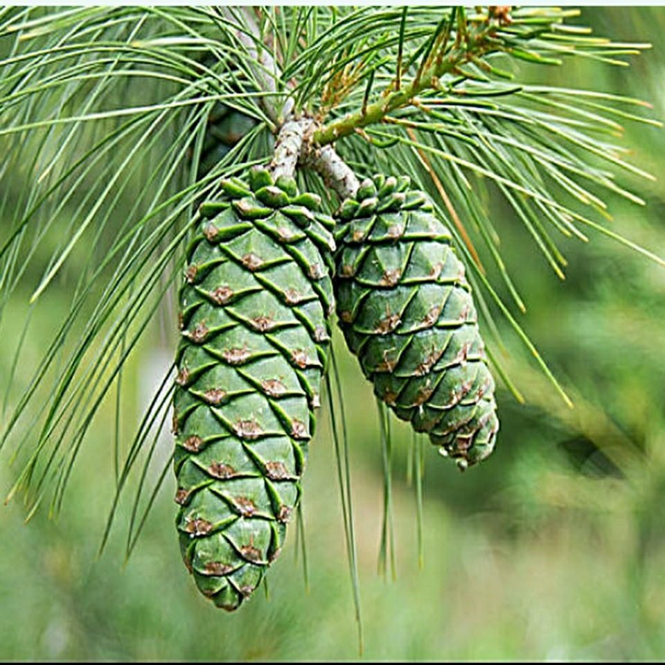 树苗大苗果松巴西松子东北象牙松籽坚果结果果树