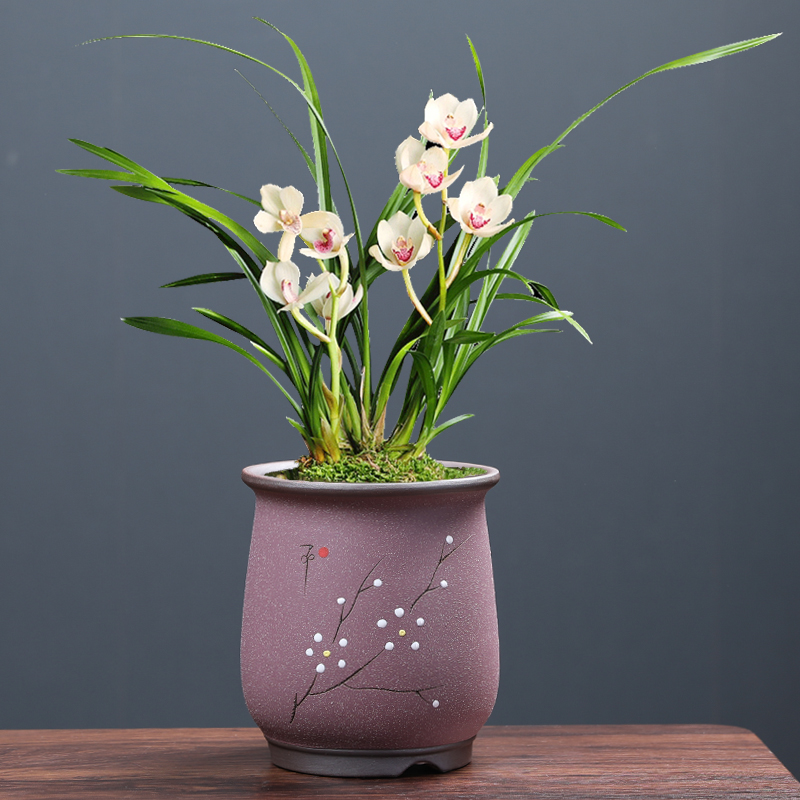 蝴蝶兰专用花盆紫砂中号陶瓷家用复古清仓简约花盆