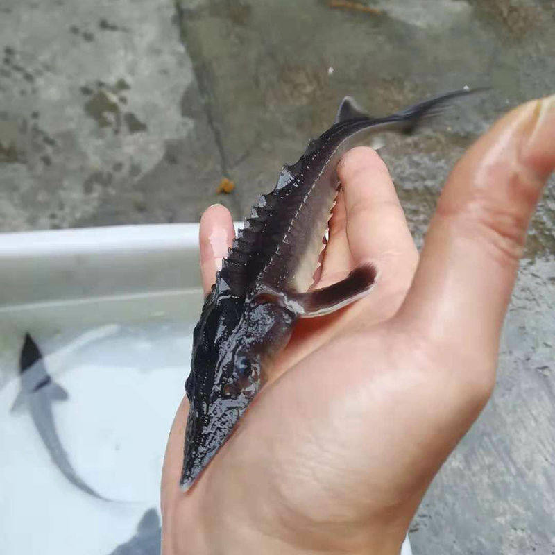 鱼苗赏鱼淡水尖嘴冷水鱼鱼缸清洁工清道夫鲟龙龙鱼鱼