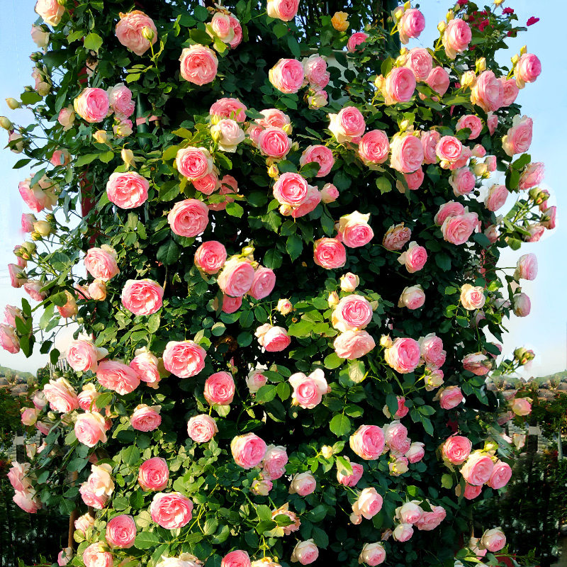 月季花苗欧洲藤本月季玫瑰玫瑰花绿植盆栽多花蔷薇时令草本花卉