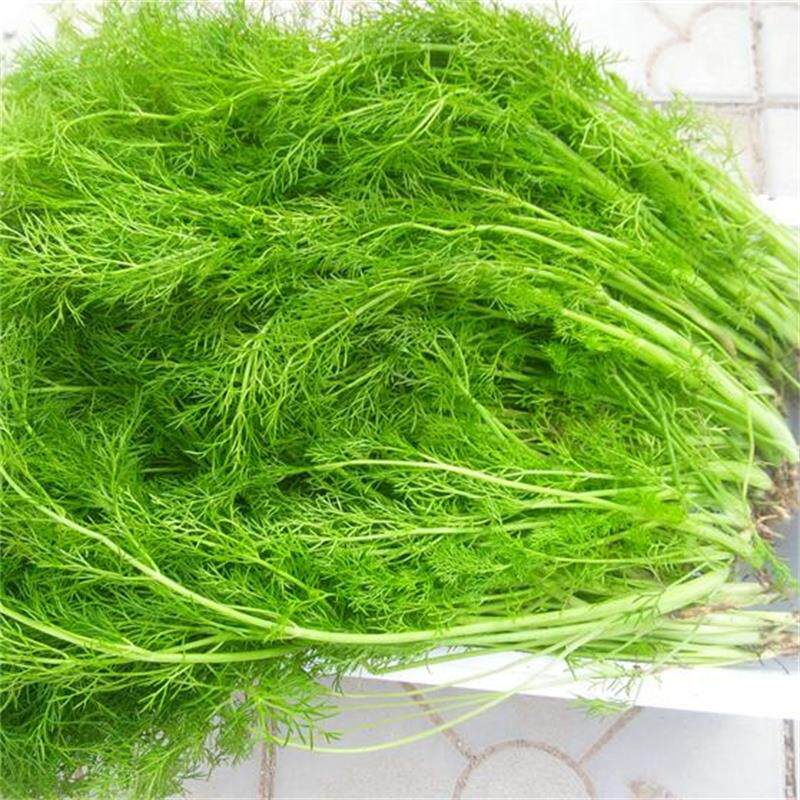 新鲜蔬菜山东茴香香菜小茴香3斤农家自种当季叶菜类