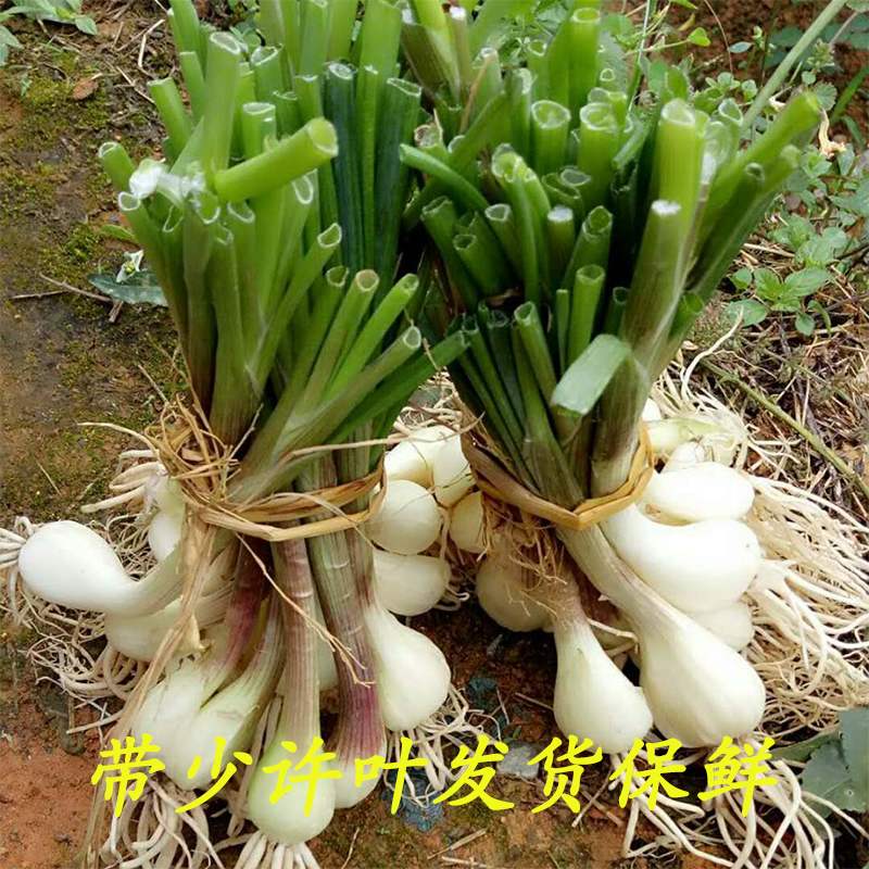 新鲜现挖现发带箱5斤荞头自种蔬菜藠头茭头其它