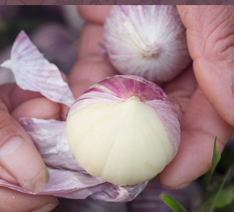 独头农家自种云南紫皮新鲜大头净重1斤大果辣椒