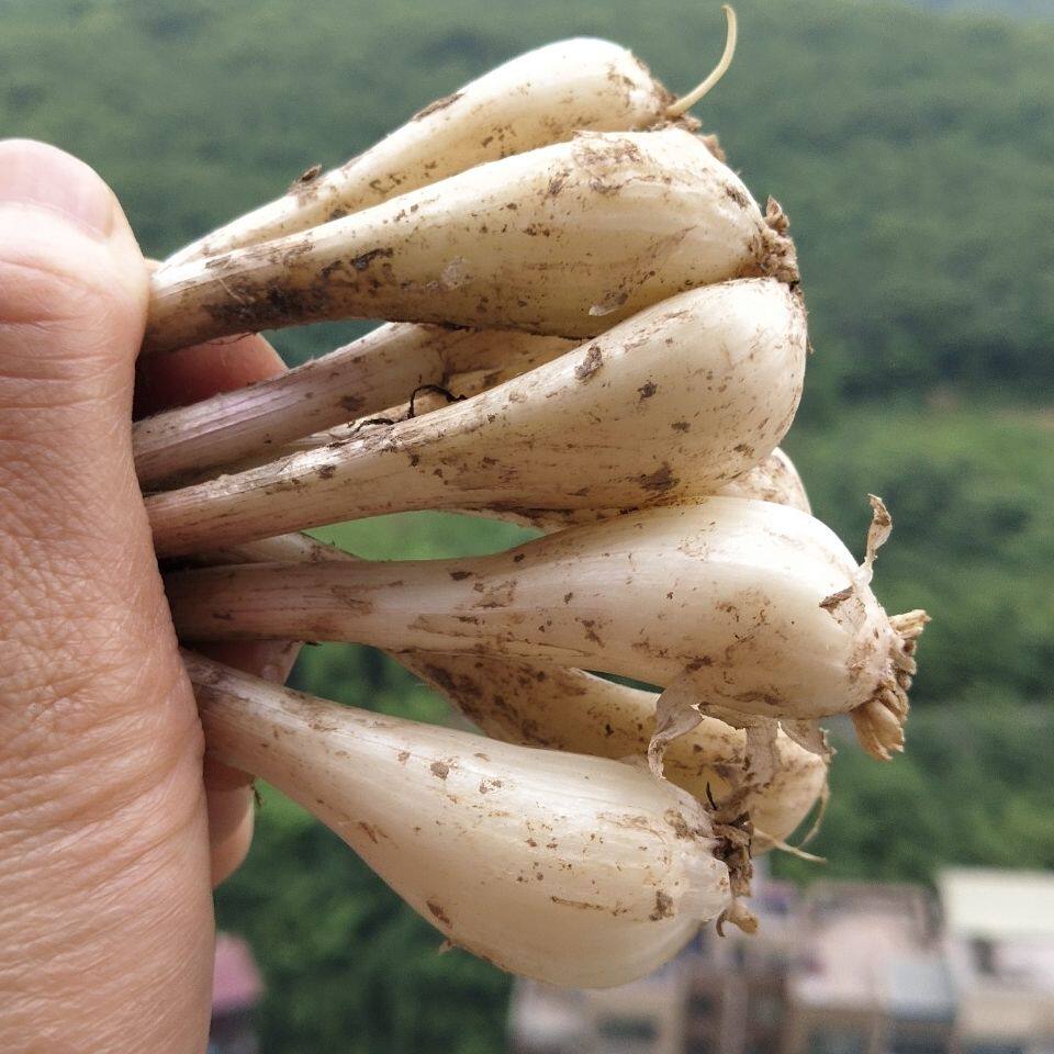新鲜荞头大个教头茭头叫头农家自种蔬菜种子其它