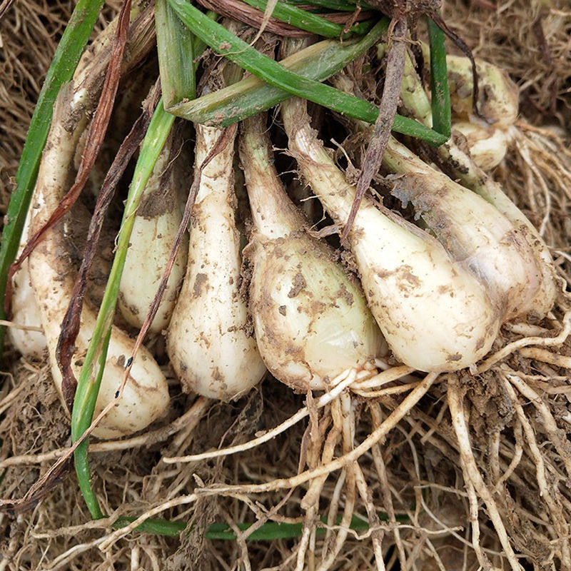 5斤藠头新鲜茭头农家自种鲜生荞头叫头野生其它