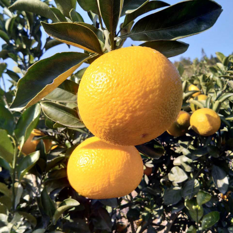 甜桔柚苗新品种阳光一号嫁接柑桔果树苗木早熟果树