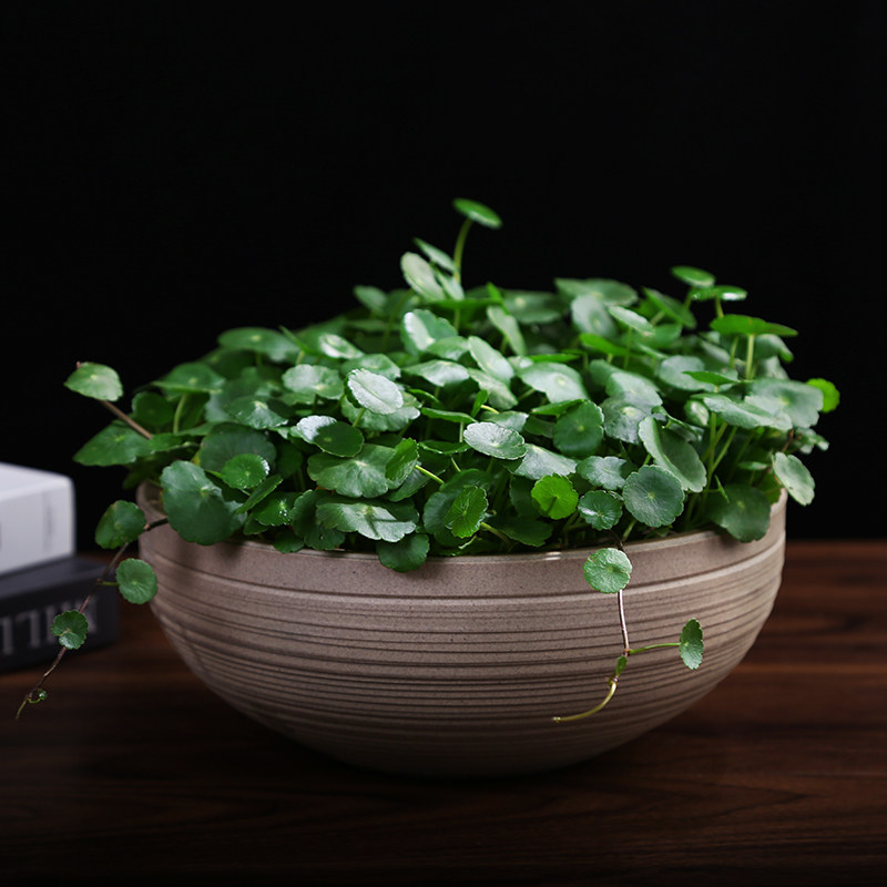 铜钱草水花盆金钱专用陶瓷大号清仓简约水仙花花盆