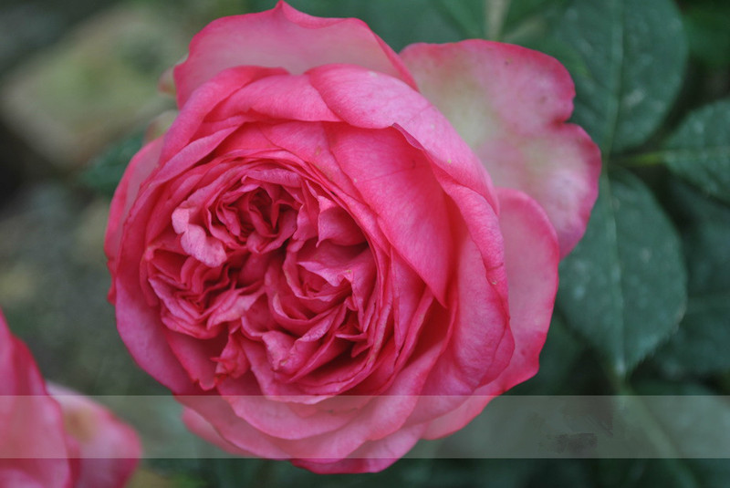 伊芙华尔兹梦幻之舞浓香抗病勤花月季月季花花苗花卉