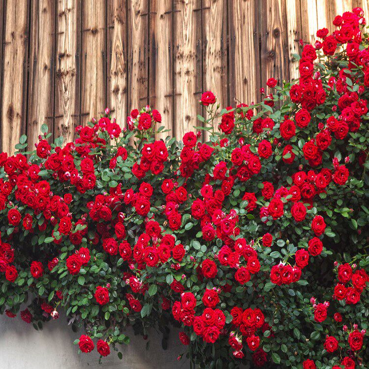 四季爬藤植物15米游行玫瑰藤本欧月月季花浓香花卉