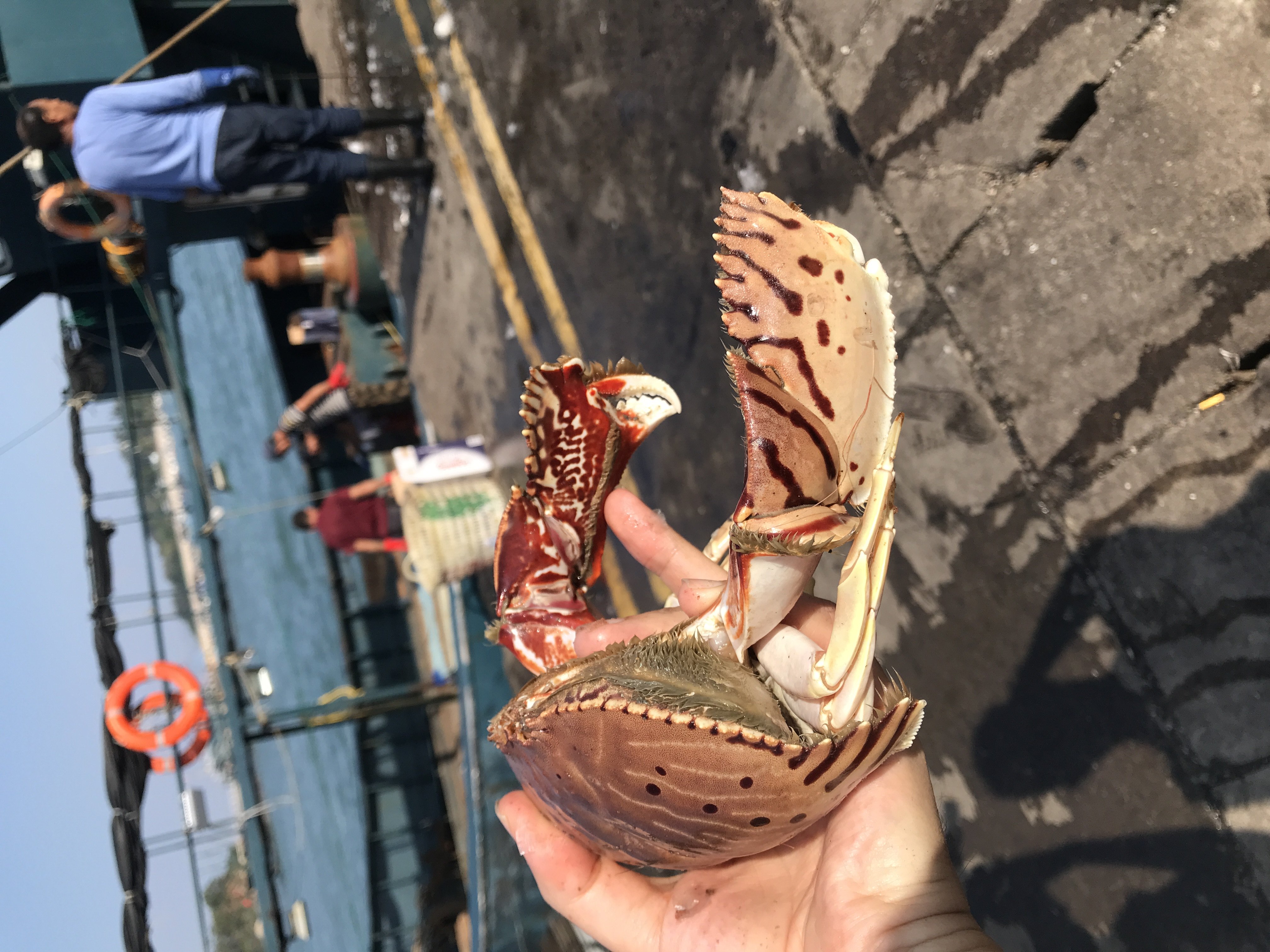 超大虎纹蟹钳蟹脚蟹腿元宝馒头鲜活冷冻水产梭子蟹