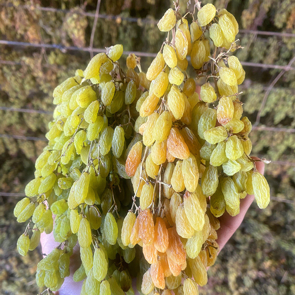 新疆特产无核带枝葡萄干无添加自然自然风风干孕妇葡萄干