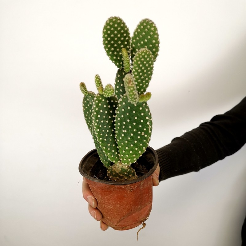 白毛红毛室内桌面阳台绿色植物仙人掌办公绿植花卉多肉植物