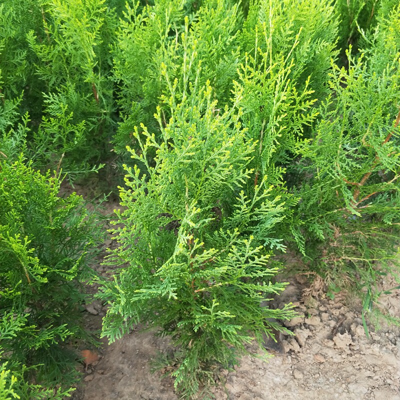 洒金柏树盆栽树苗常青树常青四季松树阳台庭院绿植