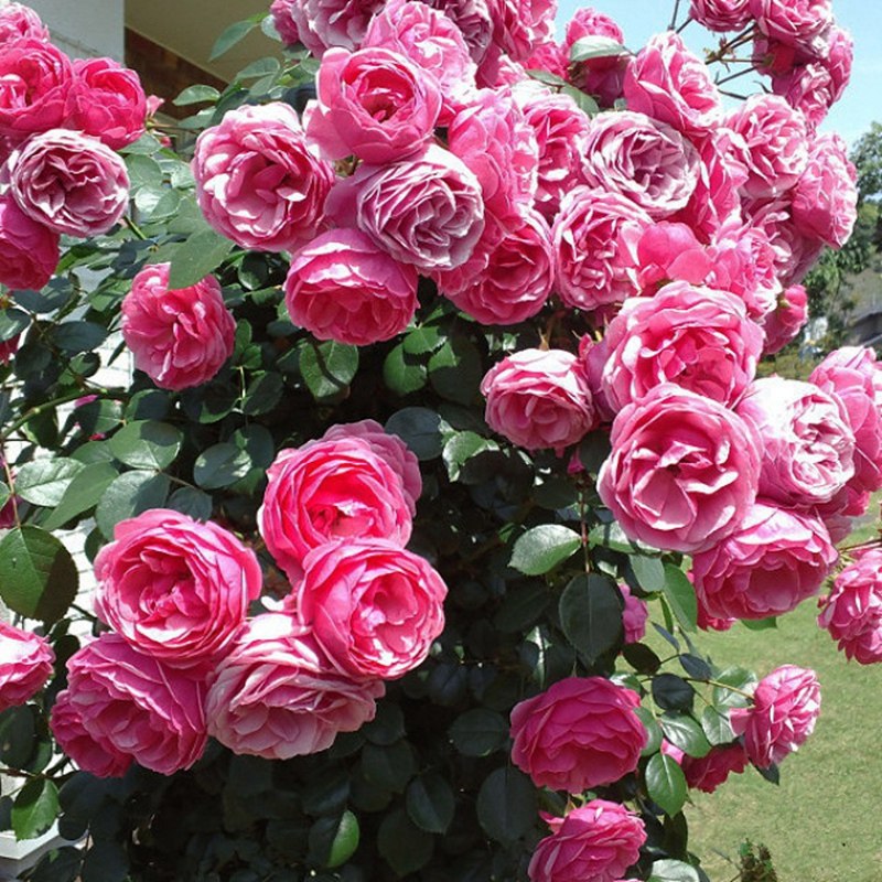 艾拉绒球浓香香型藤本月季花苗庭院阳台植物花卉鲜花速递同城