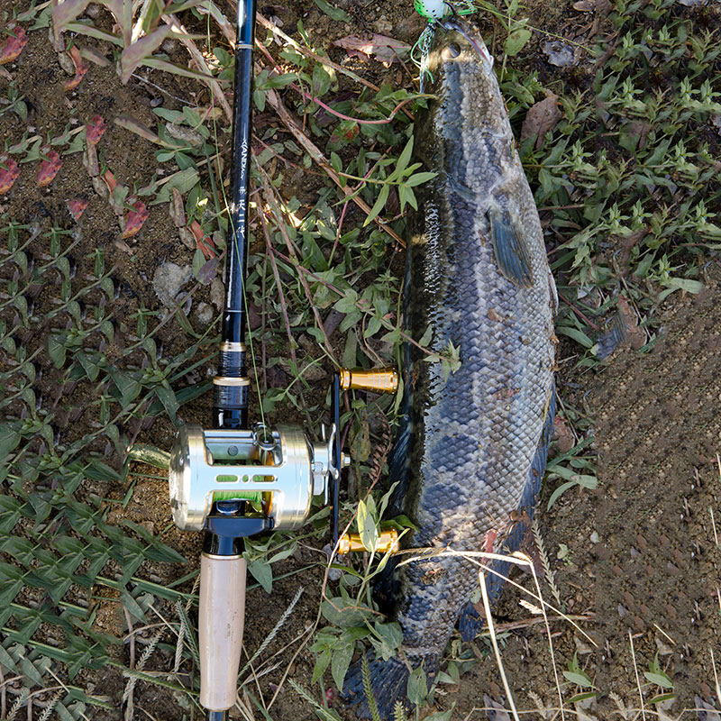 雷强黑鱼打黑专用远投级顶单竿mh快调鳜鱼路亚竿