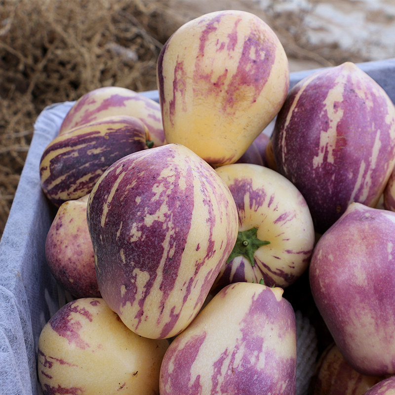 甘肃民勤人参果净重5斤大果孕妇低糖新鲜水果黄肉人生果非云南