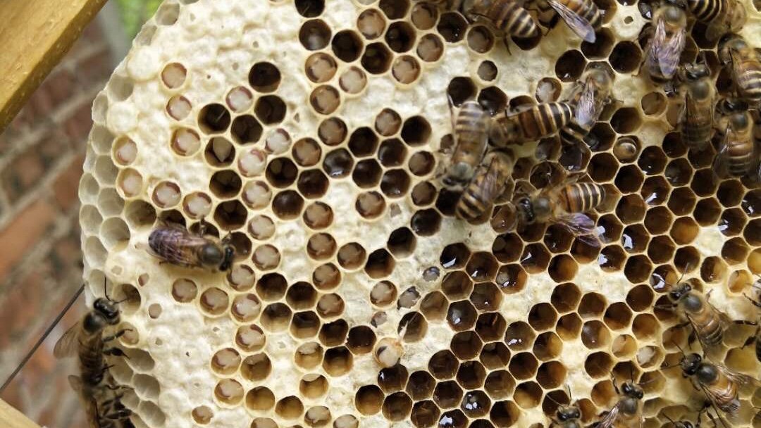 宽巢虫净棉虫净巢虫灵巢虫药巢虫一喷灵白头蛹棉虫药巢虫清木片康