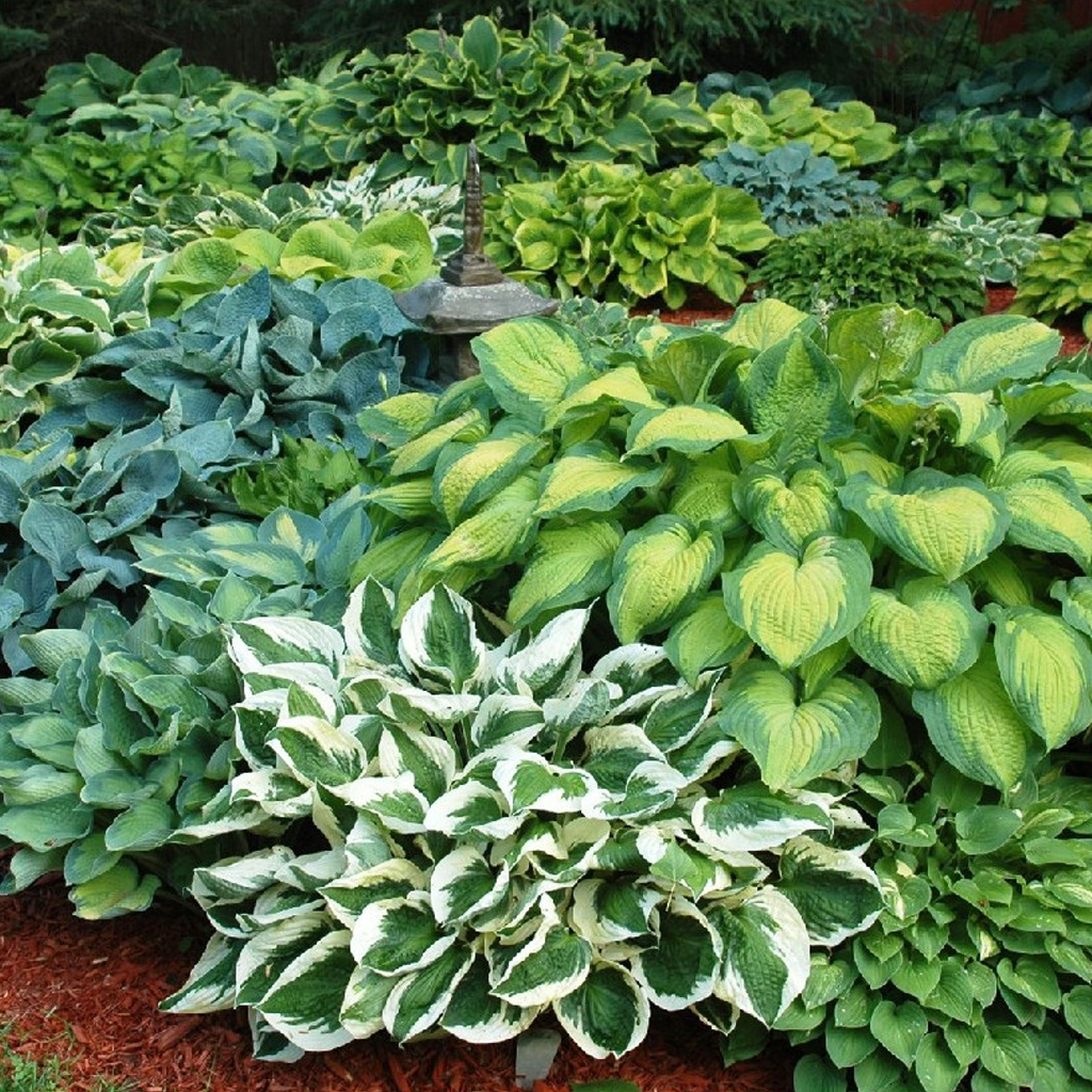 奥拓叶植物耐荫观耐热多年生凯瑟琳进口新品羽毛白羽毛时令草本花卉