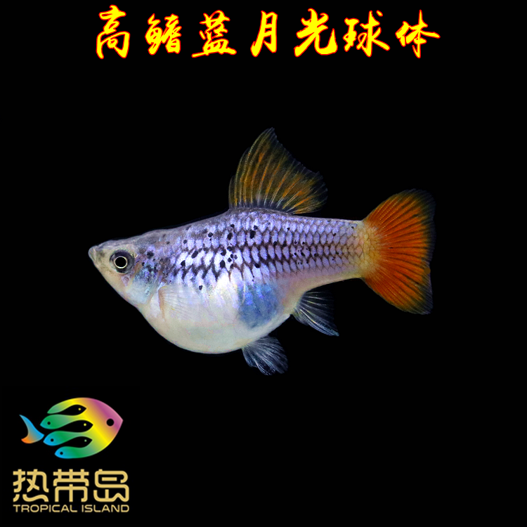 热带鱼淡水鱼水草鱼高帆蓝月光球体观赏鱼鱼