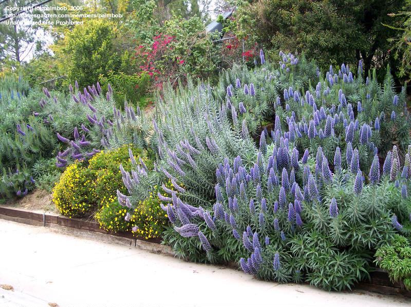 光亮蓝蓟马德拉骄傲prideofmadeira多年生常绿灌木观叶