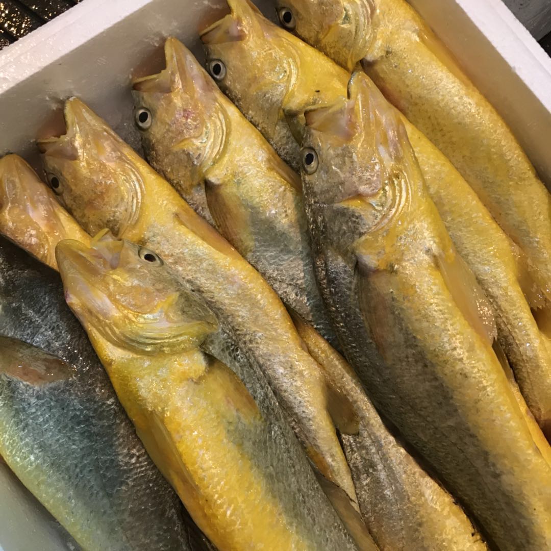 温州特产东海野化深海大黄鱼黄花鱼新鲜鲜活黄鱼黄鱼