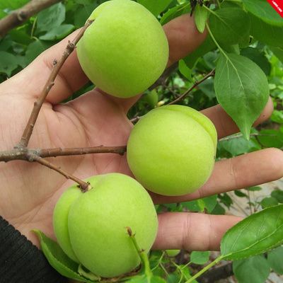 现货青杏水果2020年现摘陕西农家杏子孕妇爱吃绿杏新鲜时令鲜果