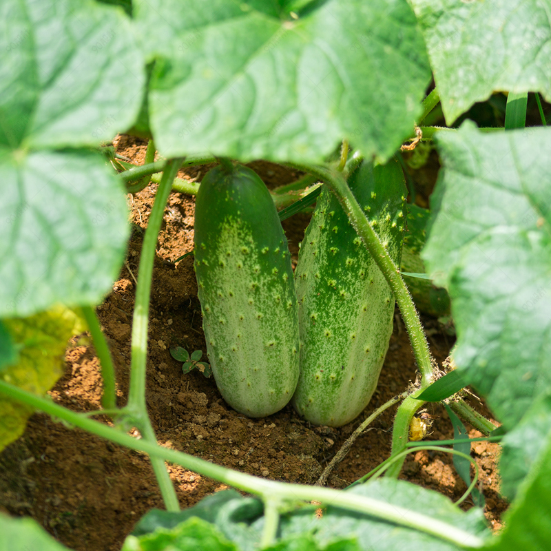 无架黄瓜种子爬满地种籽孑四季春秋夏农家蔬菜盆栽苗水果阳台大全