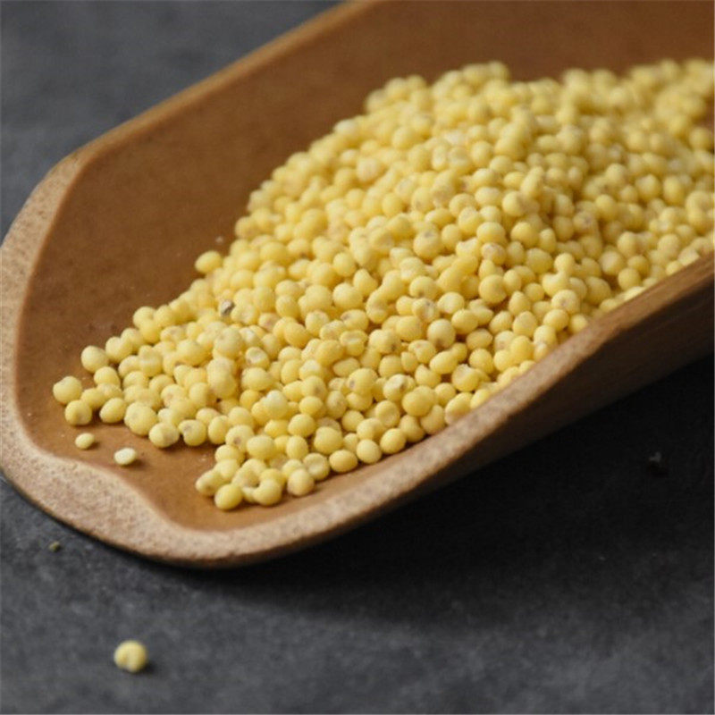 秫米北秫米药用中药材正品新货500g包邮糯小米黄糯糯粟中草药