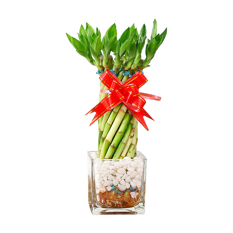 富贵竹植物水养水培节节高室内客厅招财绿植小盆绿植