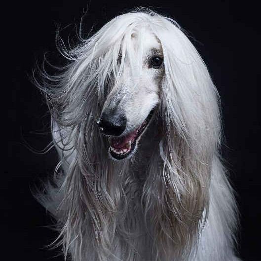 阿富汗猎犬宠物狗活体幼崽精品纯种高贵贵族长毛狗狗