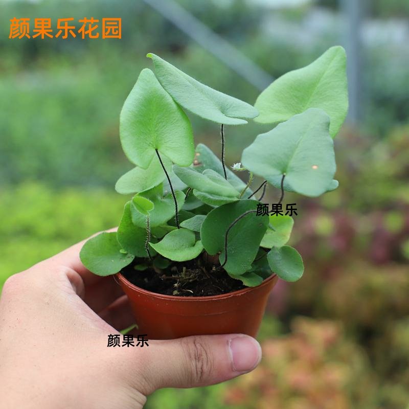 耐阴心愿心连心喜湿蕨类室内小盆盆栽桌面水培绿植