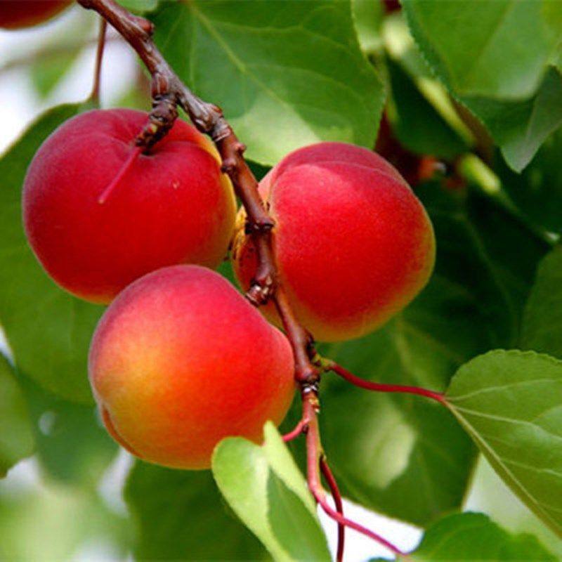 树苗杏子苗树胭脂胭脂红红杏嫁接当年结果庭院果树