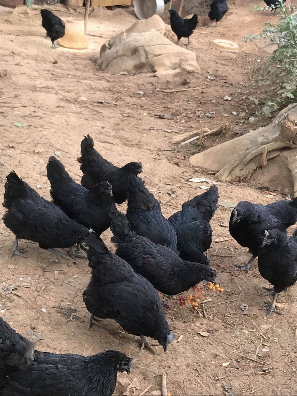 孵化乌骨鸡种蛋新鲜土鸡鸡蛋云贵五黑一绿受精鸡蛋